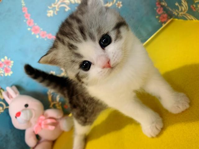 ミヌエット（旧ナポレオン）こまちちゃんラストベビー☆長足くん