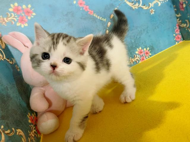 ミヌエット（旧ナポレオン）こまちちゃんラストベビー☆長足くん