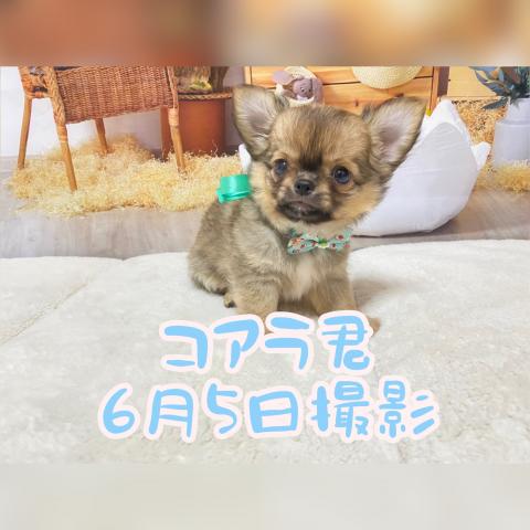 チワワ（ロングコート）