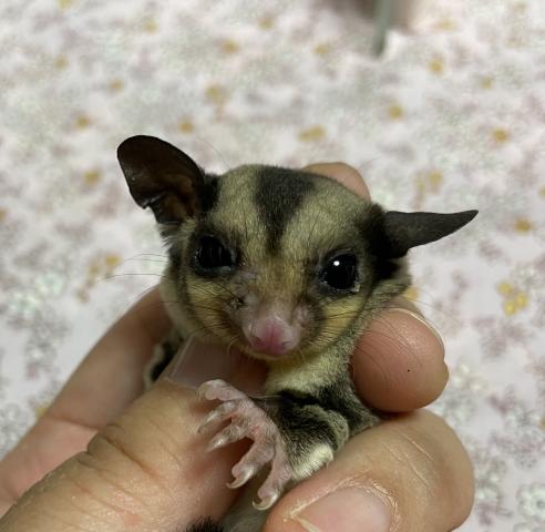 ノーマル25%possリューシ