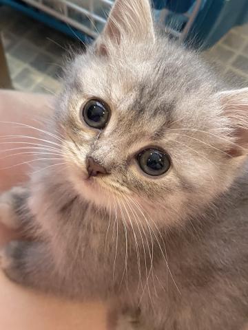 ミヌエット（旧ナポレオン）