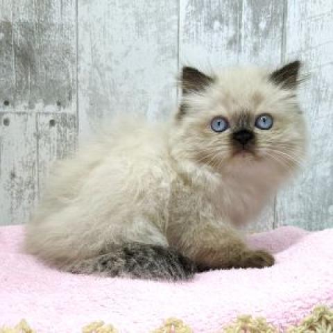 ペルシャ・ヒマラヤン