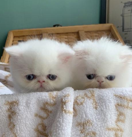 エキゾチックショートヘアー 子犬や子猫たちのペット販売情報が満載 ペットステーション エキゾチックショートヘアー 子犬や子猫たちのペット販売情報が満載 ペットステーション