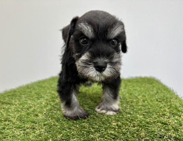ミニチュアシュナウザー 子犬や子猫たちのペット販売情報が満載 ペットステーション