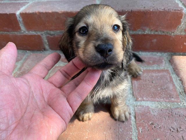 ミニチュアダックスフンド