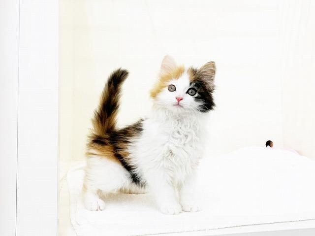 ノルウェージャンフォレストキャット