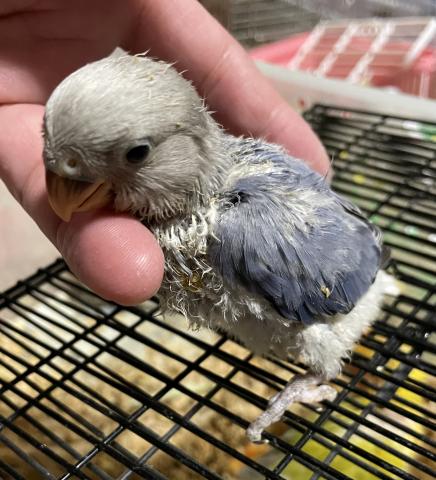 ゴン 大阪府 子犬や子猫たちのペット販売情報が満載 ペットステーション