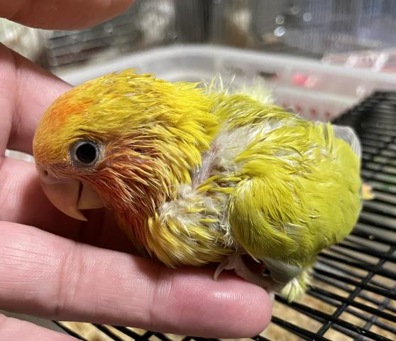 ゴン 大阪府 子犬や子猫たちのペット販売情報が満載 ペットステーション