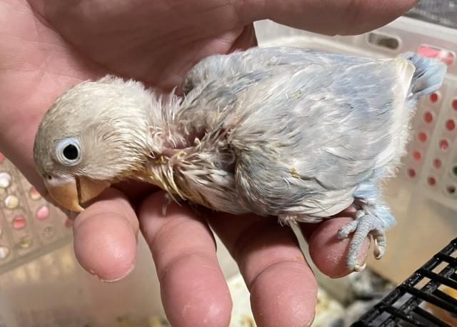 ゴン 大阪府 子犬や子猫たちのペット販売情報が満載 ペットステーション