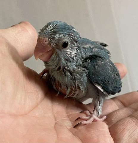 ゴン 大阪府 子犬や子猫たちのペット販売情報が満載 ペットステーション