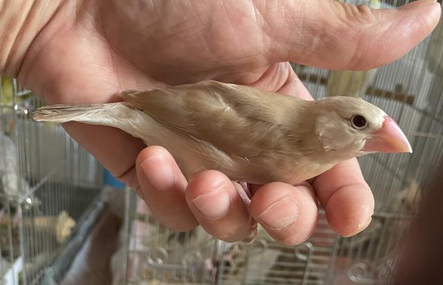 ゴン 大阪府 子犬や子猫たちのペット販売情報が満載 ペットステーション