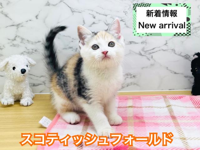 スコティッシュフォールド