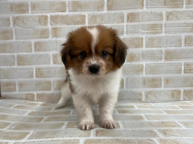 MIX