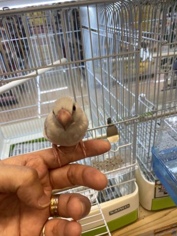 文鳥