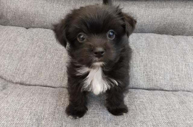 Mix（マルチーズ×ヨーキー）