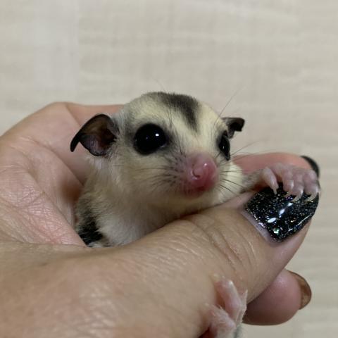 フクロモモンガ ホワイトフェイス　ヘテロクリミノ66％ヘテロリューシ