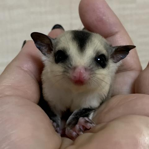 フクロモモンガ ホワイトフェイス　ヘテロクリミノ66％ヘテロリューシ