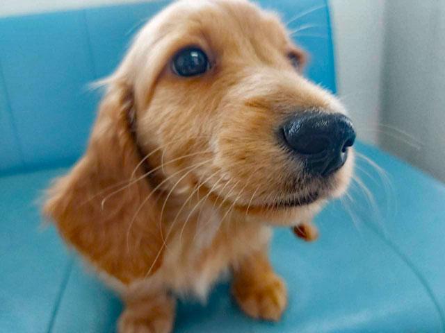 ミニチュアダックスフンド