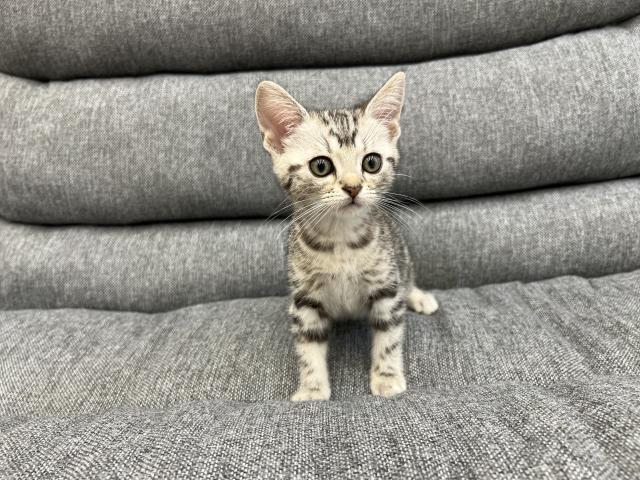 アメリカンショートヘアー