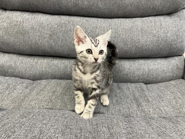 アメリカンショートヘアー