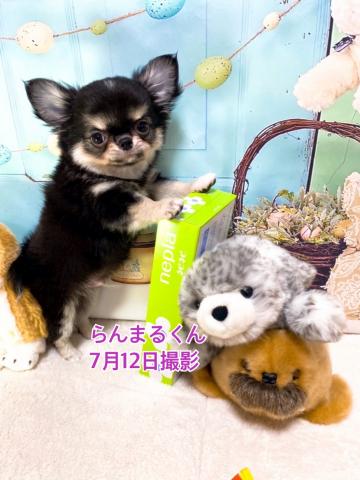 チワワ（ロングコート）