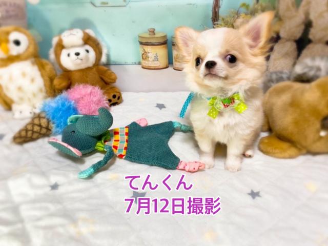 チワワ(ロングコート)