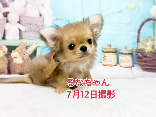 チワワ（ロングコート）