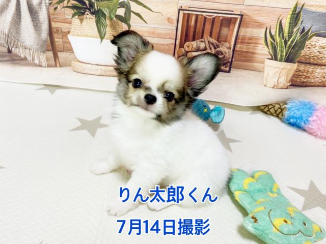 チワワ（ロングコート）