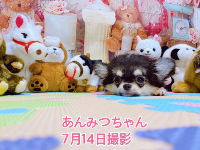 チワワ（ロングコート）