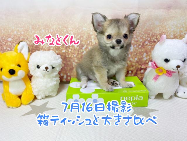 チワワ(ロングコート)