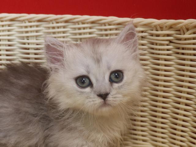 ミヌエット（旧ナポレオン）