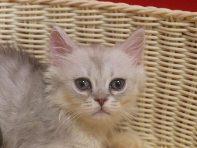 ミヌエット（旧ナポレオン）