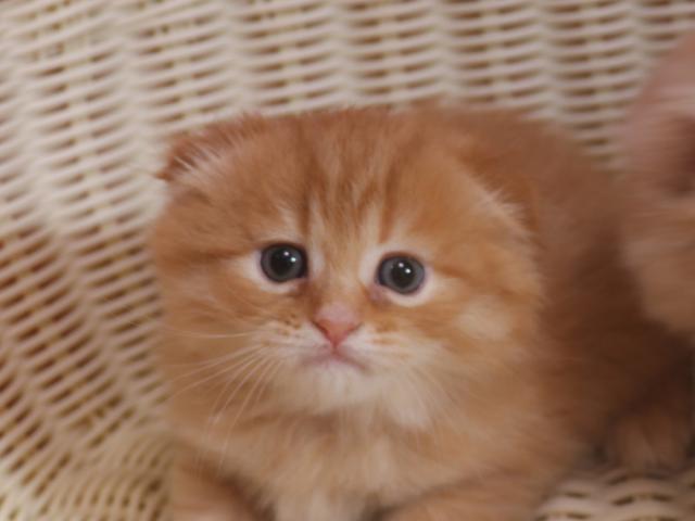 ミヌエット(旧ナポレオン)