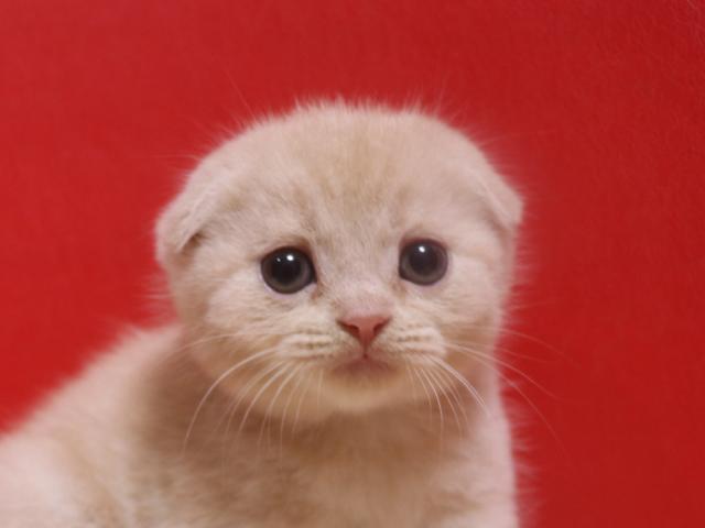 スコティッシュフォールド