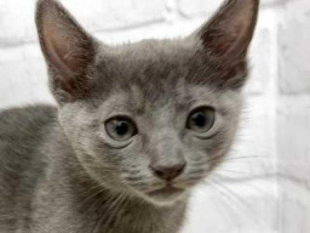 ロシアンブルー