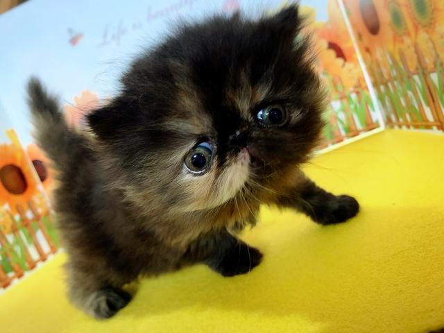 エキゾチックロングヘアー