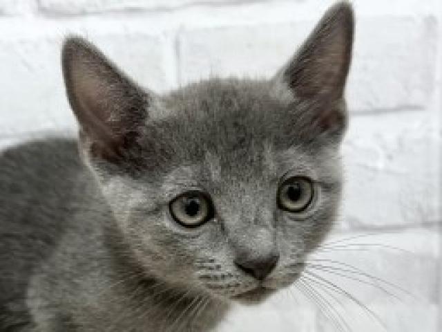 ロシアンブルー