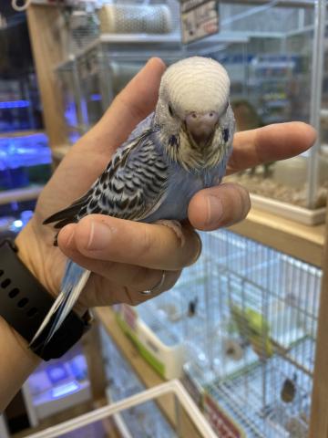 セキセイインコ