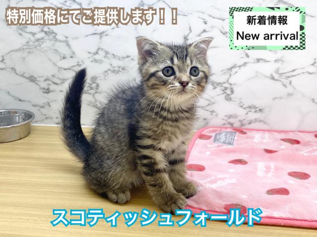 スコティッシュフォールド