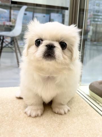 ペキニーズ