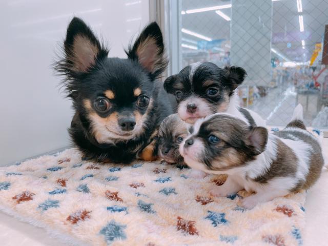 チワワ(ロングコート)