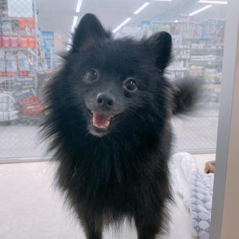 ポメラニアン
