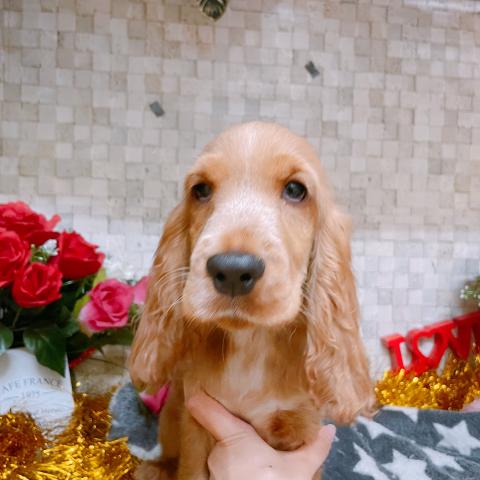 イングリッシュコッカースパニエル