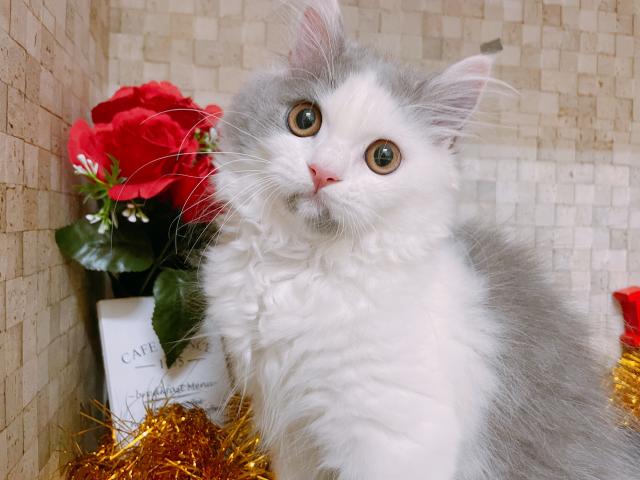 ブリティッシュショートヘアブリティッシュロングヘアー