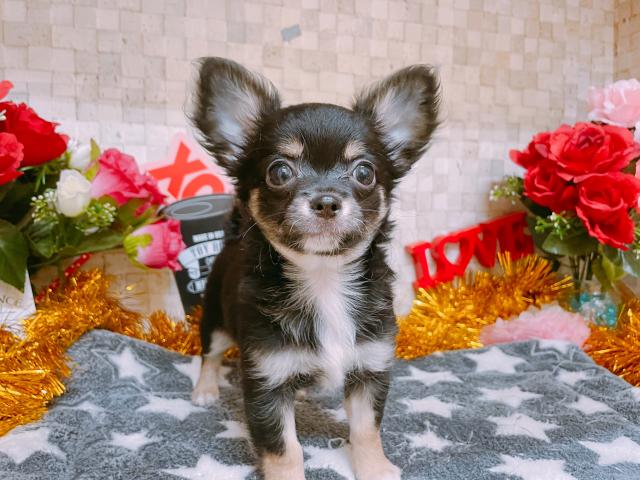 チワワ（ロングコート）