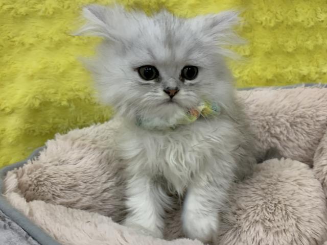 ペルシャ・ヒマラヤン㊗️只今!! 子犬💕仔猫❣️最愛なる可愛いキャンペーン中‼️❤️