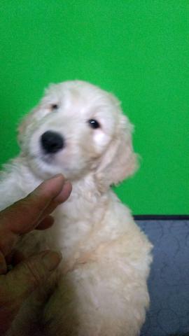 MIXゴールデンドゥードル