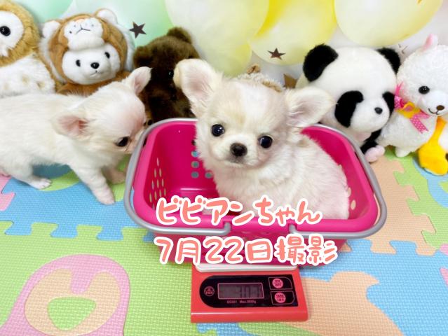 チワワ（ロングコート）