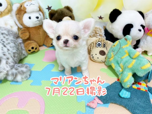 チワワ（ロングコート）