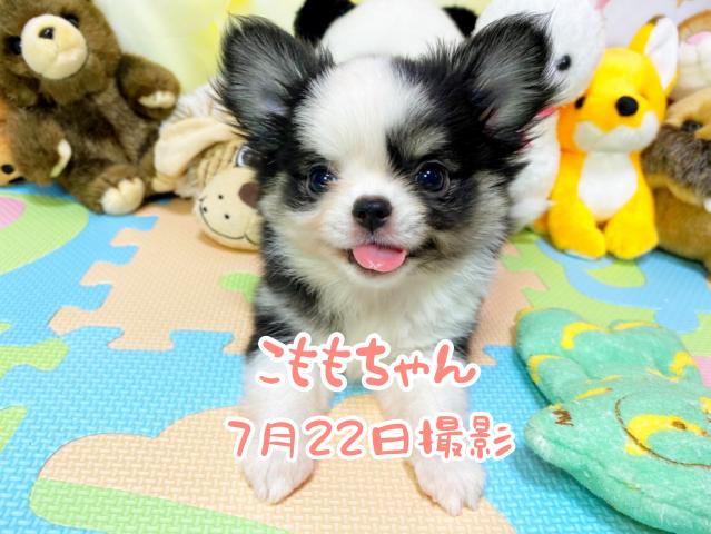 チワワ(ロングコート)